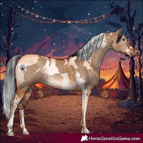 Horse Color:White Spotted Brown Dun Tobiano 
