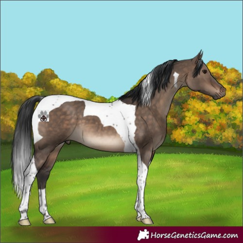 Horse Color:Brown Dun Tobiano 