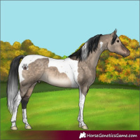 Horse Color:Brown Dun Tobiano