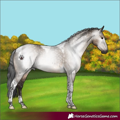 Horse Color:Gray Brown Dun Tobiano 