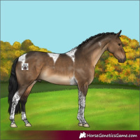 Horse Color:Gray Brown Dun Tobiano