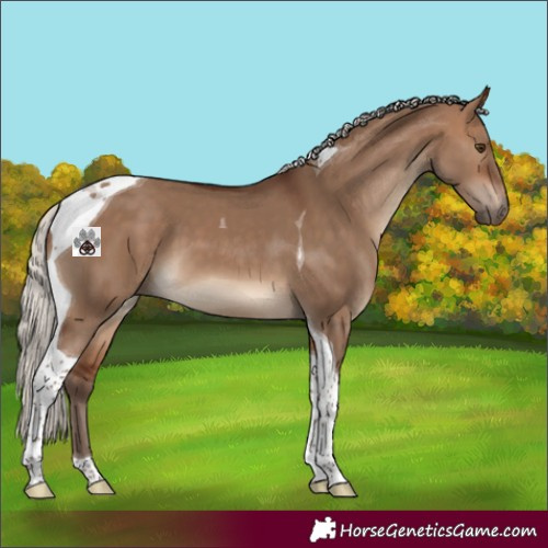 Horse Color:Silver Brown Dun Tobiano 