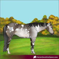 Horse Color:Gray White Spotted Brown Dun 