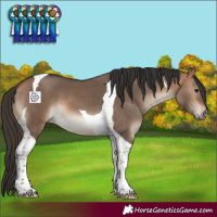 Horse Color:Bay Dun Tobiano