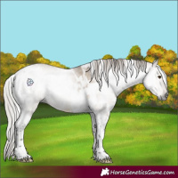 Horse Color:Gray White Spotted Silver Bay Dun Tobiano 