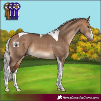 Horse Color:Silver Bay Dun Tobiano
