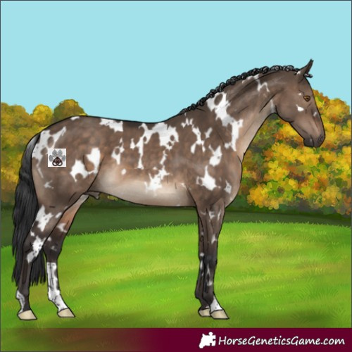 Horse Color:White Spotted Brown Dun 