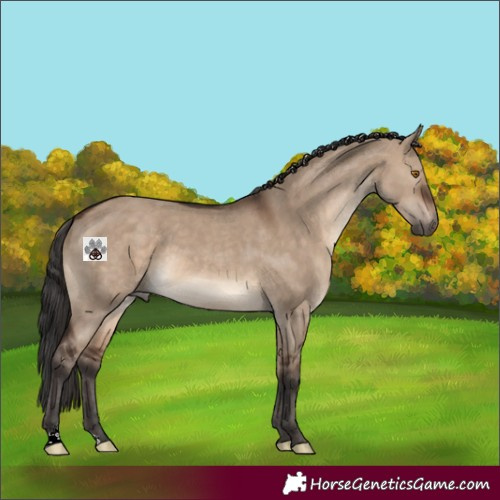 Horse Color:Brown Dun 