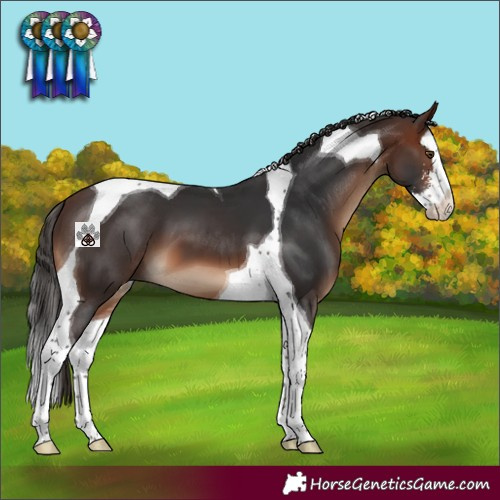 Horse Color:Brown Sabino Splash Tobiano 