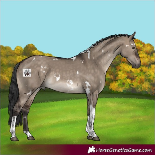 Horse Color:White Spotted Brown Dun Tobiano Rabicano 