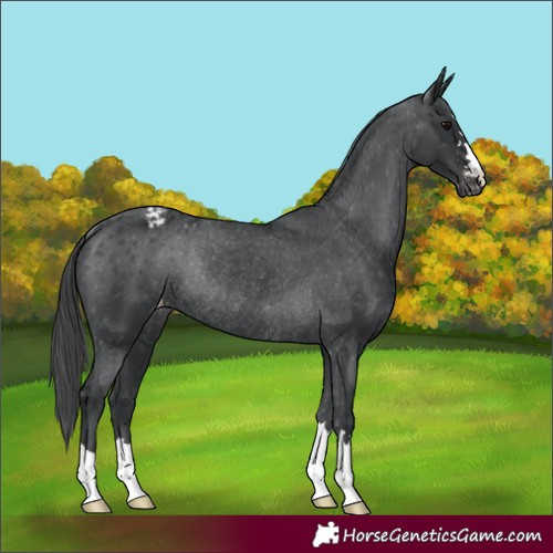 Horse Color:Black Varnish Rabicano 