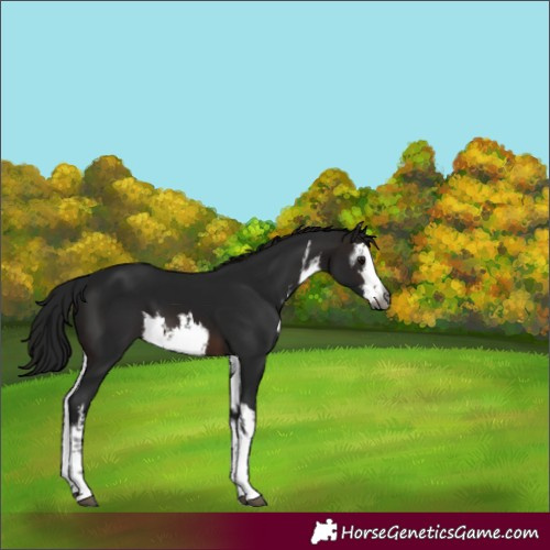 Horse Color:Gray White Spotted Brown 