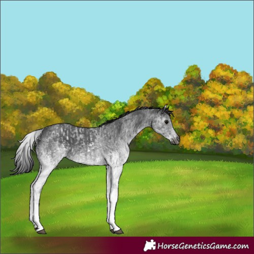 Horse Color:Gray White Spotted Black  and Gray White Spotted Black 