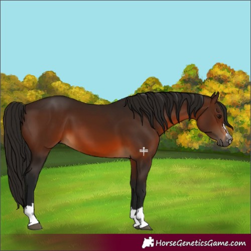Horse Color:Gray Bay 