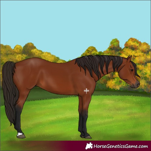 Horse Color:Gray Bay 