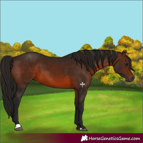 Horse Color:Gray Bay 
