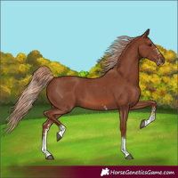 Horse Color:Chestnut Sabino 