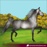 Horse Color:Gray White Spotted Bay