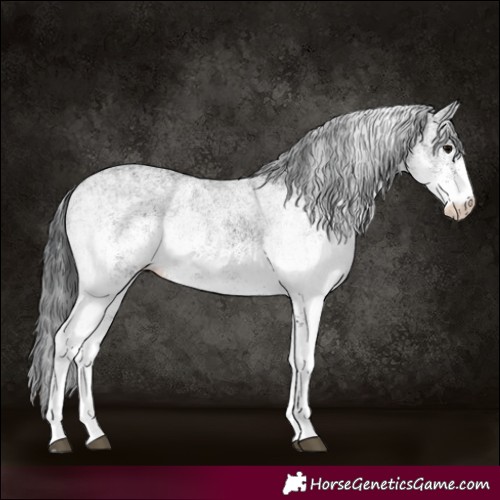 Horse Color:White Spotted Black