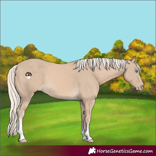 Horse Color:White Spotted Cremello 