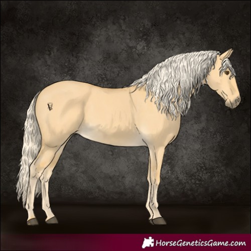 Horse Color:Palomino Dun