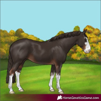 Horse Color:White Spotted Liver Chestnut 