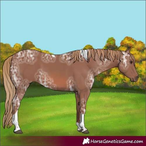 Horse Color:Chestnut Ice Tobiano 