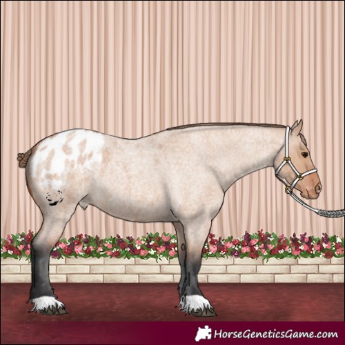 Horse Color:Bay Roan Dun Appaloosa 