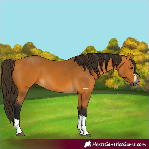 Horse Color:Gray Buckskin 