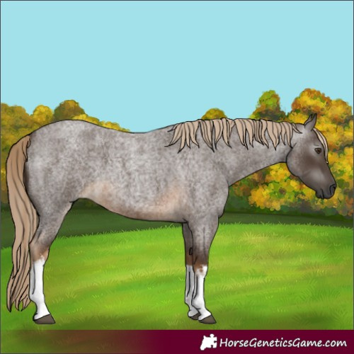 Horse Color:Gray White Spotted Chocolate Palomino Roan