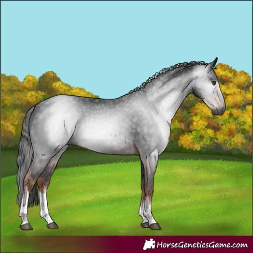 Horse Color:Gray White Spotted Liver Chestnut 