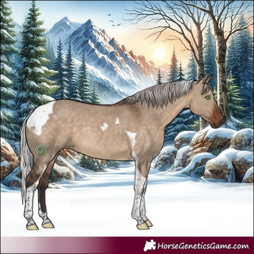 Horse Color:Silver Brown Dun Tobiano Rabicano 