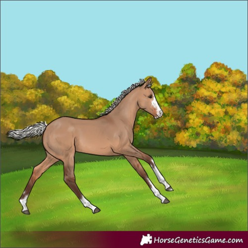 Horse Color:Silver Brown Dun Rabicano