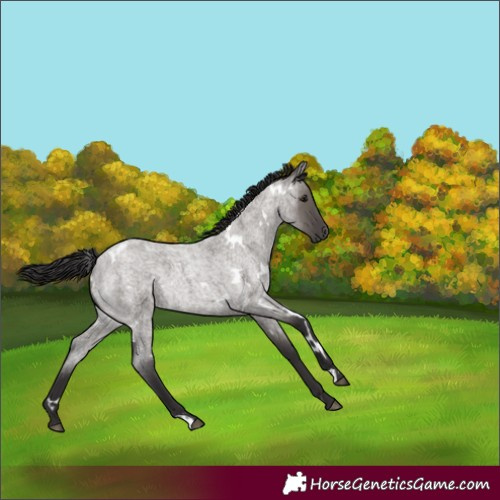 Horse Color:White Spotted Smoky Grullo Roan Rabicano