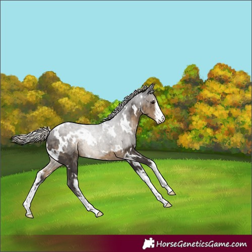 Horse Color:White Spotted Silver Smoky Black