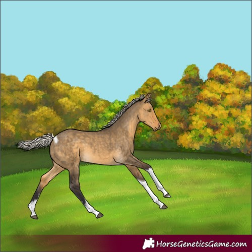 Horse Color:White Spotted Silver Buckskin Dun Tobiano
