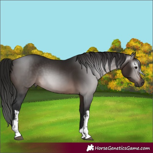 Horse Color:Gray White Spotted Bay 