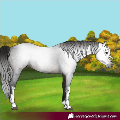Horse Color:Gray White Spotted Bay