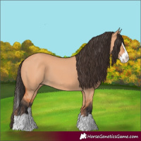 Horse Color:Bay Dun Splash