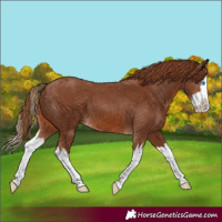 Horse Color:Chestnut Splash 