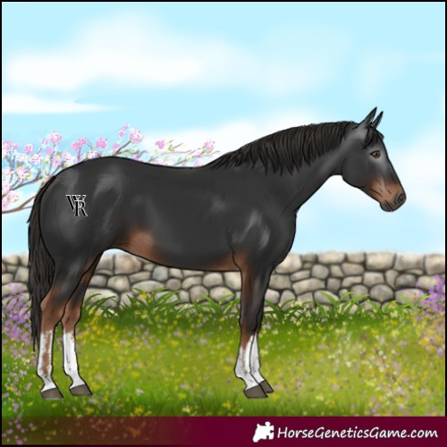 Horse Color:Gray White Spotted Liver Chestnut