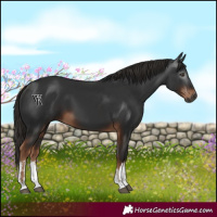 Horse Color:Gray White Spotted Liver Chestnut 