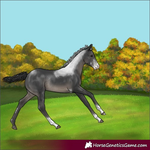 Horse Color:Black Sabino Tobiano Rabicano
