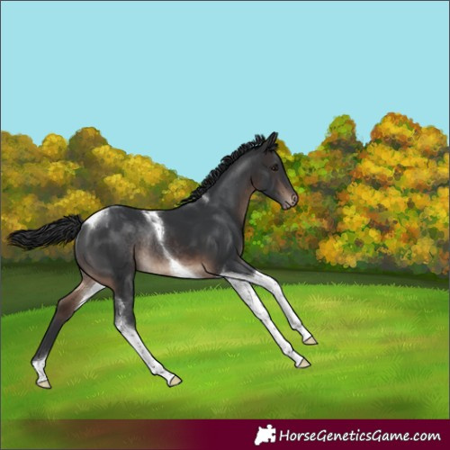 Horse Color:Brown Tobiano Varnish Rabicano