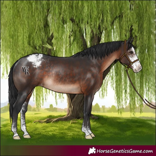 Horse Color:Brown Sabino Varnish Rabicano 
