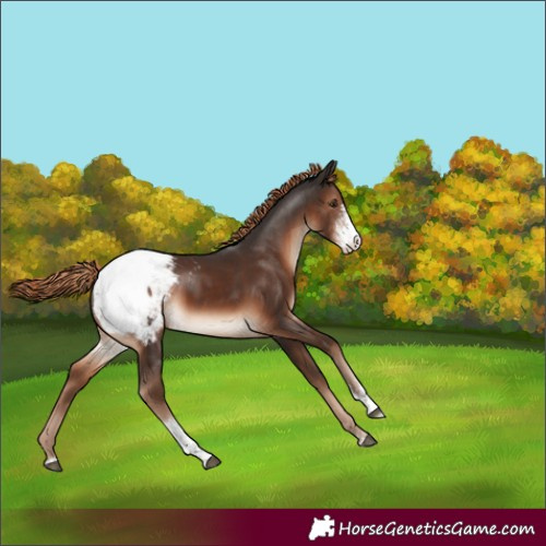 Horse Color:Liver Chestnut Sabino Appaloosa 