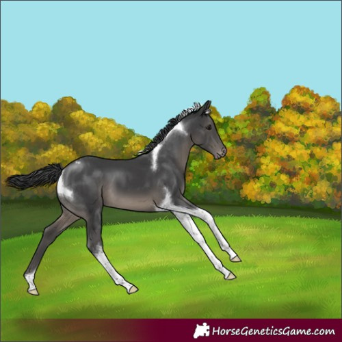 Horse Color:Black Tobiano Appaloosa 
