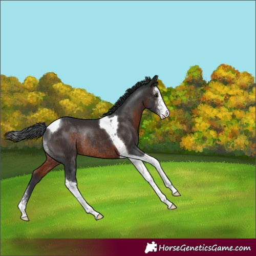 Horse Color:Brown Sabino Tobiano Rabicano 