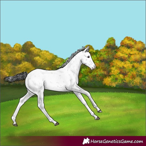 Horse Color:Brown Sabino Appaloosa Rabicano