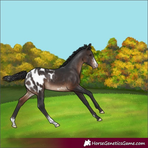 Horse Color:Brown Sabino Blanket Rabicano